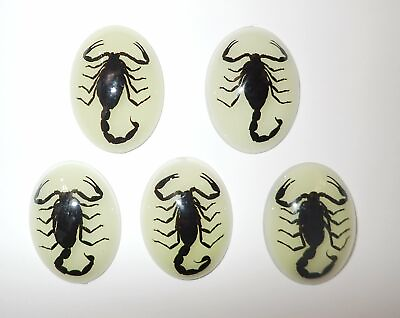 #ad Insect Cabochon Black Scorpion Specimen Oval 30x40 mm Glow 5 pieces Lot $18.00