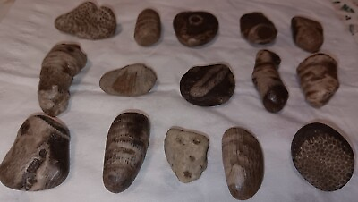 #ad Mixed Fossils Charlevoix Petoskey Stones Fossil Coral Great Lakes Craft Jewelry $15.00