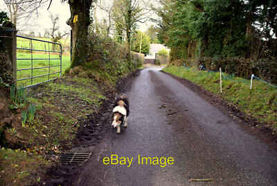 #ad Photo 6x4 Submissive dog along Roeglen Road Upper Bracky He just wanted t c2022 GBP 2.00