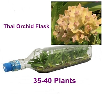 #ad Thai Orchid Flask Elephant Yellow Flower Young Plant 35 40 Plants Free Phyto $124.00