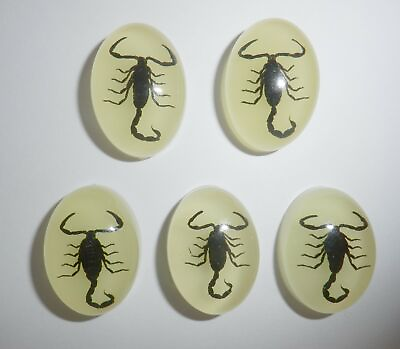 #ad Insect Cabochon Black Scorpion Oval 18x25 mm glow in the dark 5 pieces Lot $18.00