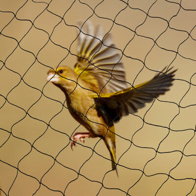 #ad 100#x27;X50#x27; Bird Netting Anti Bird Netting for Bird Poultry Aviary Game Pens Net US $20.95