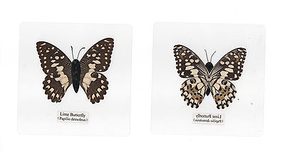 #ad Laminated Common Lime Butterfly Specimen in 110 mm Clear Square Plastic Sheet $12.00
