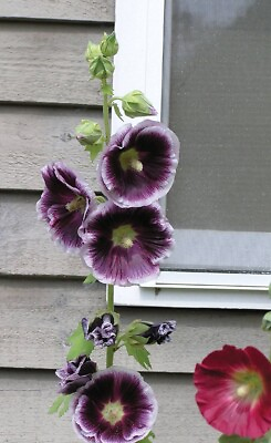 #ad 25 Purple White Hollyhock Seeds Perennial Giant Flower Garden Seed Flowers 35 $4.63