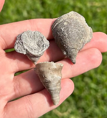 #ad Canada Fossil Horn Coral LOT OF 3 Devonian Trilobite Age Widder Formation $9.99