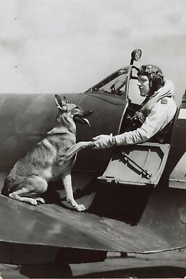 #ad Antique WW2 Dog Photo 3127 Oddleys Strange amp; Bizarre $7.77