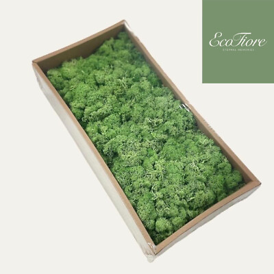 #ad Moss Preserved Dark Green for Fairy Gardens Terrariums Craft DIY Floral 500g $26.99