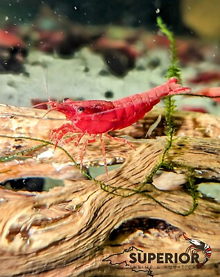 #ad 102 Fire Red Cherry Freshwater Neocaridina Aquarium Shrimp 100% Live Guarantee $24.99