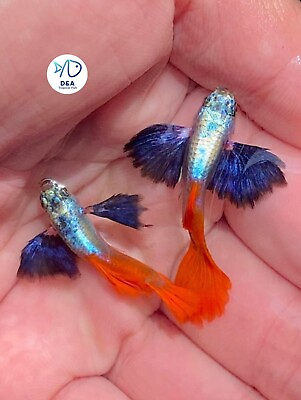 #ad 1 Trio Metal DUMBO RED Rose TAIL BIG ear Live Aquarium Guppy Fish High Quality $37.95