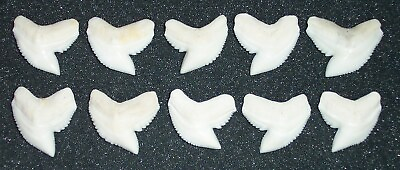 #ad Wholesale Group 10 Perfect 1quot; Modern Tiger Shark Teeth $59.00