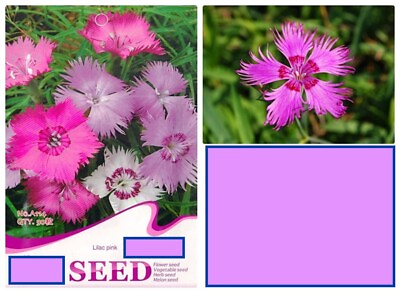 #ad 20 SEEDS Lilac Pink Chinese Carnation flower exotic garden bed plant USA Seller $7.75