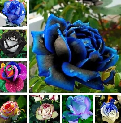 #ad 20 EXOTIC RARE ROSE SEEDS home garden flower plant bush diy sun Rosas hybrid tea $7.25