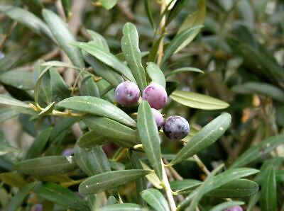 #ad Olive Tree #x27;Arbequina#x27; Olea europaea $10.99