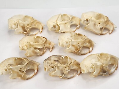 #ad Real Eastern Gray Squirrel Skulls Craft Grade Sciurus carolinensis USA $9.09
