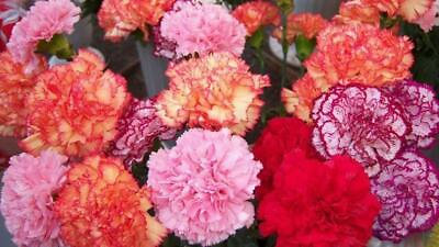 #ad 100 Double Mix Carnation Seeds Dianthus Flowers Seed Flower Perennial 227 $4.49