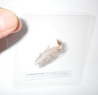 #ad Laminated Common Quail Feather Specimen in 75 mm Clear Plastic Sheet $12.00