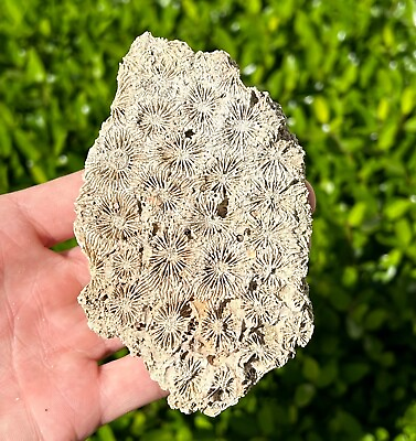 #ad France Fossil Coral BIG 4.3” Miocene Age Sea Fossils French $14.99