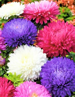 #ad Aster Seeds Powder Puff Mix NON GMO 300 SEEDS BUY 4 ITEMS FREE SHIPPING $0.99