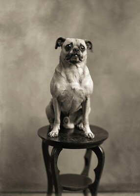 #ad Antique Pug Dog Photo 1956b Oddleys Strange amp; Bizarre $7.77