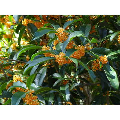 #ad 1 Apricot Echo Orange Tea Olive Starter Plugs 1 Plant SM $16.99