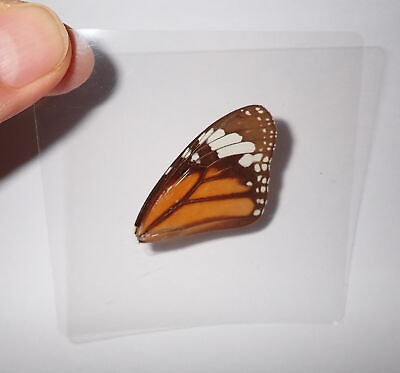 #ad Laminated Common Tiger Butterfly 1 4 Wing Specimen in 75x75 mm Sheet $12.00