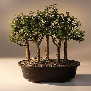#ad Baby Jade Bonsai Tree Plant 5 Tree Forest Group Portulacaria Afra 10quot; Tall $185.95
