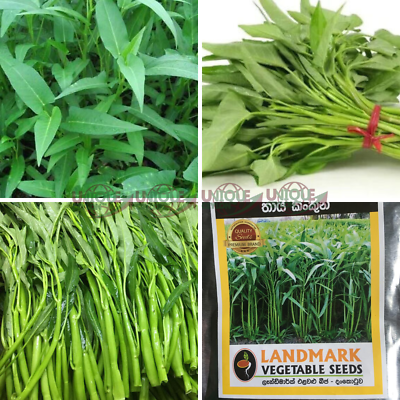 #ad 1000 Thai Water Spinach Seeds Ong Choy Kangkong Kong Xin best germination seeds $4.79