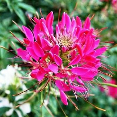#ad Cleome CHERRY QUEEN Spider Plant Attracts Butterflies Bees Non GMO 200 Seeds $3.98