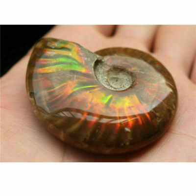 #ad Natural Crystal Iridescent Ammonite Ammolite Facet Specimen Spotted Snail Fossil $3.79