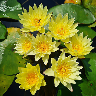 #ad Chromatella Yellow Hardy Waterlily Live Freshwater Plant Pond Flower Pond Indoor $18.99