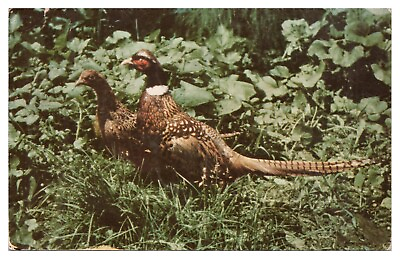 #ad Vintage South Dakota Pheasant Paradise Postcard c1961 Pair of Ring Necks $4.65