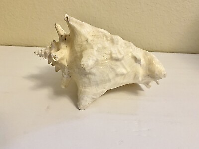 #ad Queen Conch Seashell Shell Strombus Gigas Decor Decoration Large 6”x8” $16.95