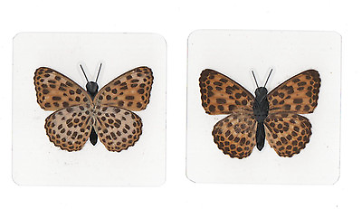 #ad Laminated Spotted Washed Fritillary Butterfly 60 mm Clear Square Plastic Sheet $12.00