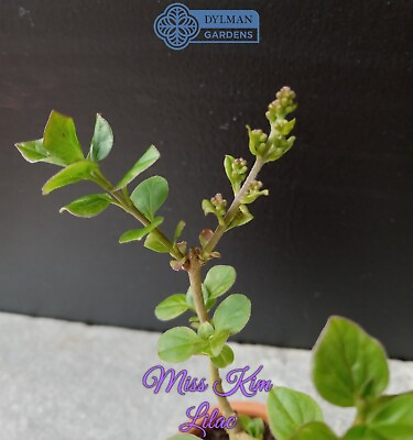 #ad Miss Kim Lilac Syringa pubescens subsp. patula #x27;Miss Kim#x27; 6 to 8 inches $9.50