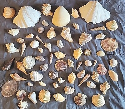 #ad Seashells Lot Large Colorful Shells Specimens Aquarium Nautical Craft Decor $125.00