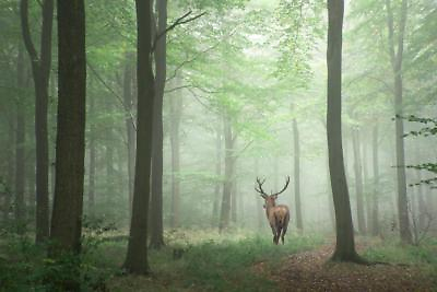 #ad Red Deer Stag in Foggy Autumn Forest Photo Art Print Mural Poster 36x54 inch $29.98