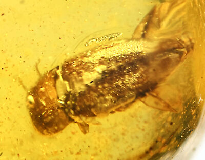 #ad Coleoptera Beetle Fossil Inclusion in Dominican Amber $25.00