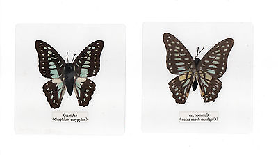 #ad Laminated Common Jay Graphium doson Butterfly 110 mm Square Clear Plastic Sheet $12.00