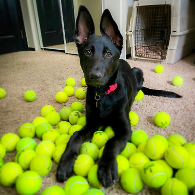 #ad 100 Used Tennis Balls for Dogs FREE SHIPPING $42.95