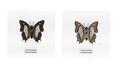 #ad Laminated Common Nawab Polyura athamas Butterfly Specimen in 110x110 mm sheet $12.00