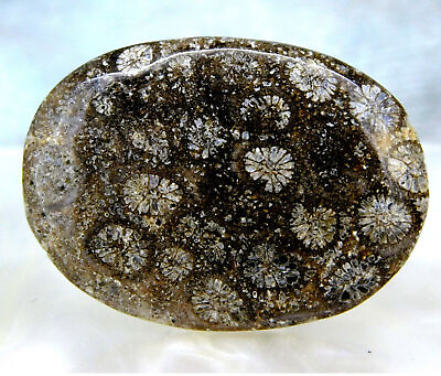 #ad Fantastic Natural Fossilized Coral Cabochon 45.25 Ct Specimens Loose Gemstone $11.89