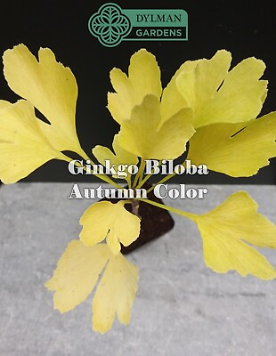 #ad Ginkgo Biloba Tree Live Plant 6 to 8 inches Maidenhair Tree Living Fossil $6.00