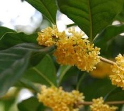 #ad 1 Yellow Flowering Fragrant Tea Olive osmanthus Starter Plant M $16.99