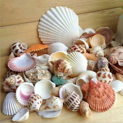 #ad Natural Beach Mixed SeaShells 100g Mix Shells Craft SeaShells $8.96