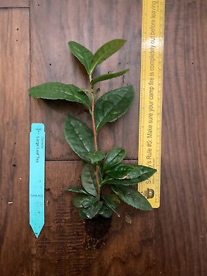 #ad Camellia sinensis 1 TC Plant Plug Tree 2 6 inches Tea Leaf $9.99