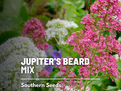 #ad Jupiter#x27;s Beard Mix Red White amp; Rose colors 50 Seeds Pollinator Friendly $1.95