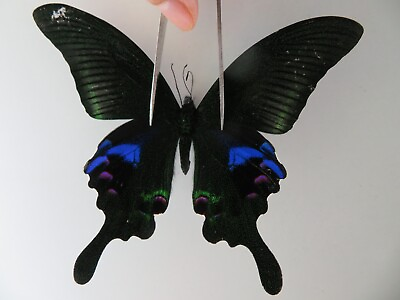 #ad PA10099. Unmounted butterflies: Papilio sp. Vietnam. Lai Chau $3.00