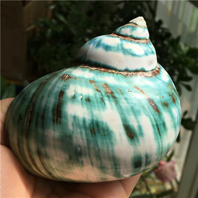 #ad 120 190g Rare natural blue conch shells specimen from Madagascar One of them） $29.99