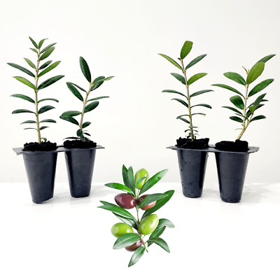 #ad Olive Tree quot;Arbequinaquot;. Set of 4 starter plants $26.99