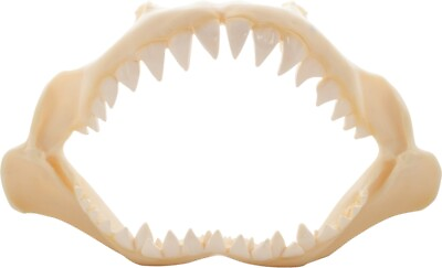 #ad 2 Shark Jaws Polyresin Faux with Teeth Coastal Beach Decor 5quot; Set of 2 $23.99
